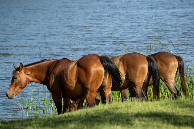 Ny lag ger lättnader i strandskyddet