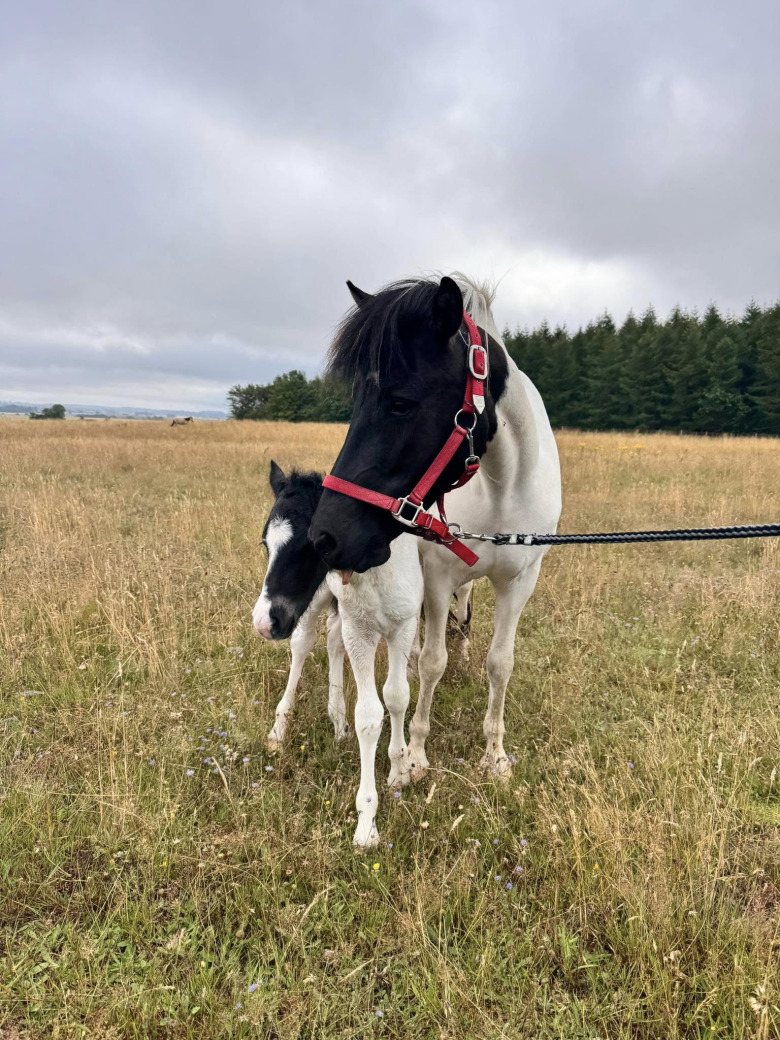 Sto och föl återfunna efter en natt på språng