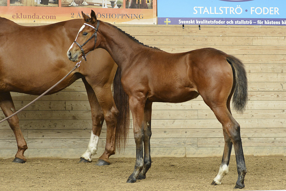 Toppsiffror för Racoon-dotter i Örebro