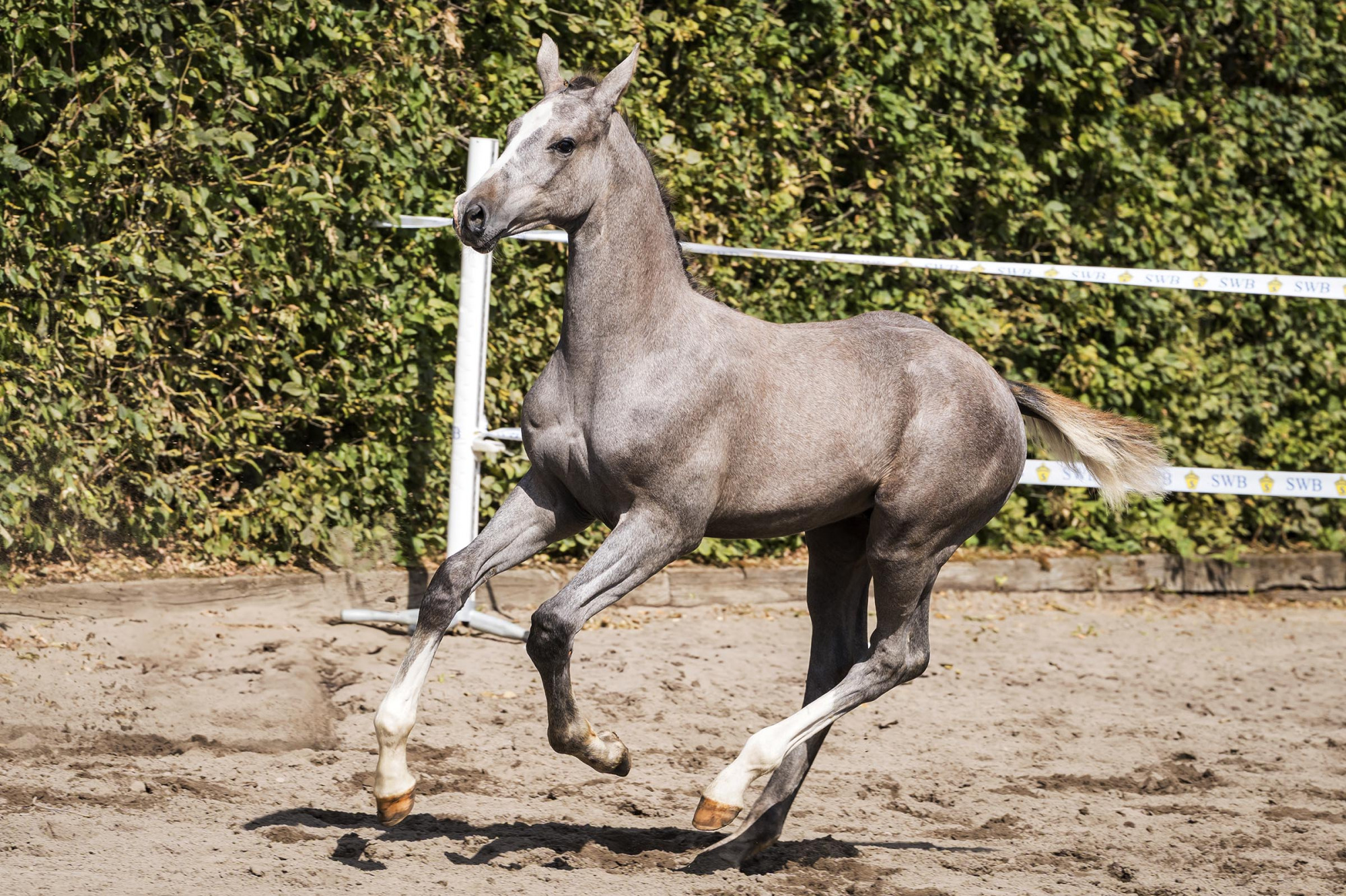 Fölbedömning Swb Malmöhus 2025 Foto: Cecilia Hallqvist