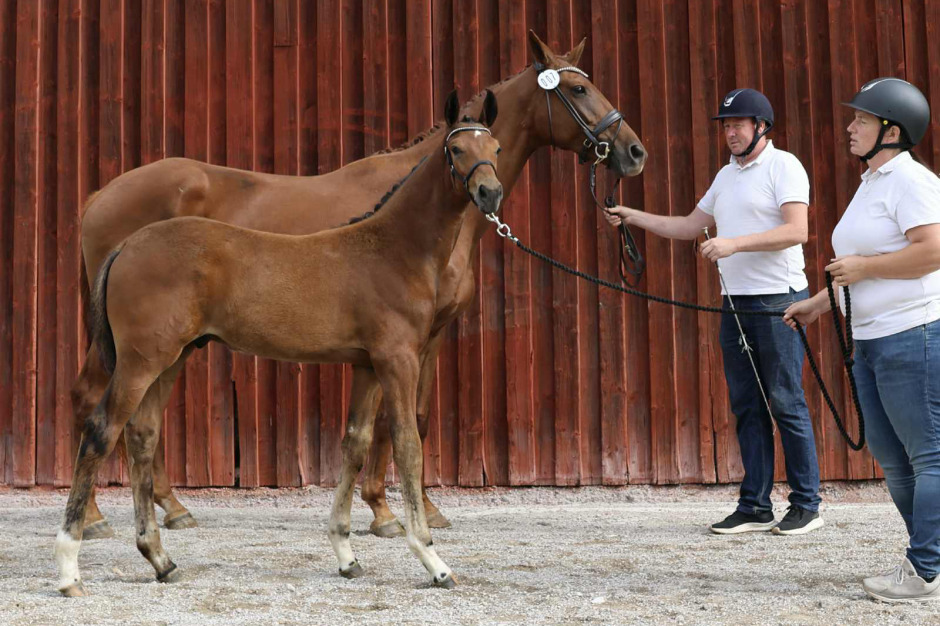 Elitauktionsföl högst bedömd i Dalarna