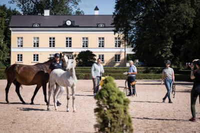 De är uttagna till SWB:s elitfölauktion