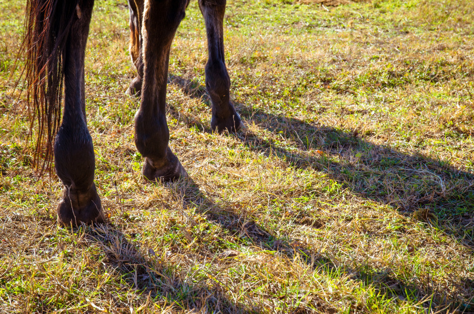 Kvinna får djurförbud efter problem med hästhållningen