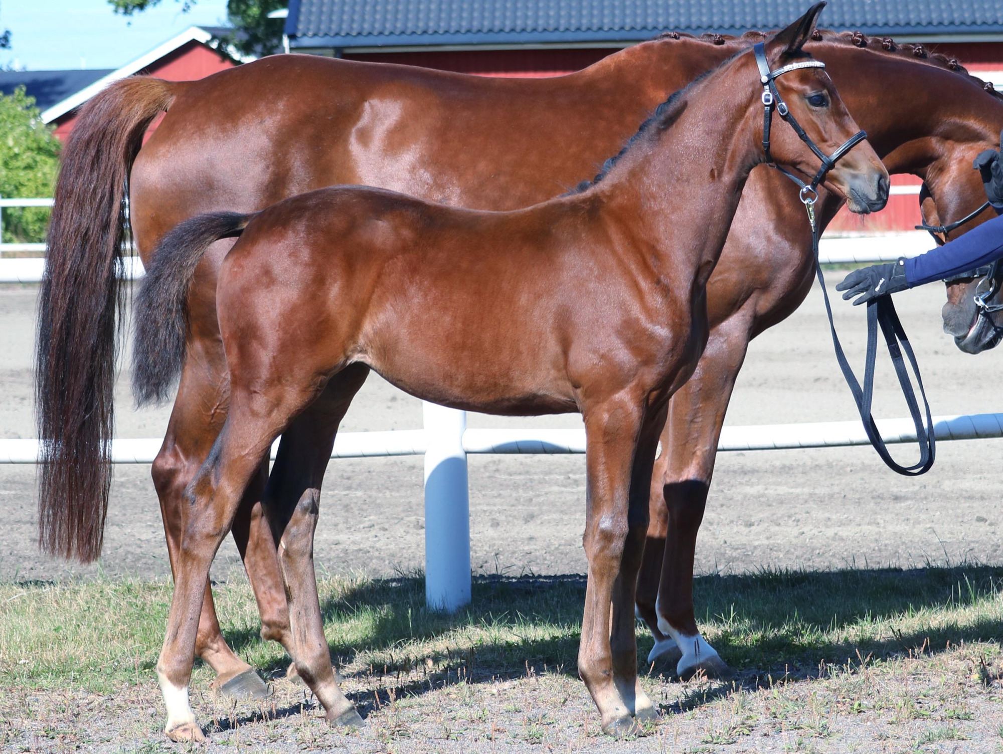 F&ouml;lbed&ouml;mning Wermland 2025 Dressyrf&ouml;l Foto: Ulrika Jacobs