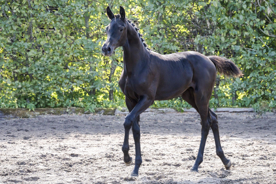 Dubbelseger för Västra Hoby vid Malmöhus fölbedömning