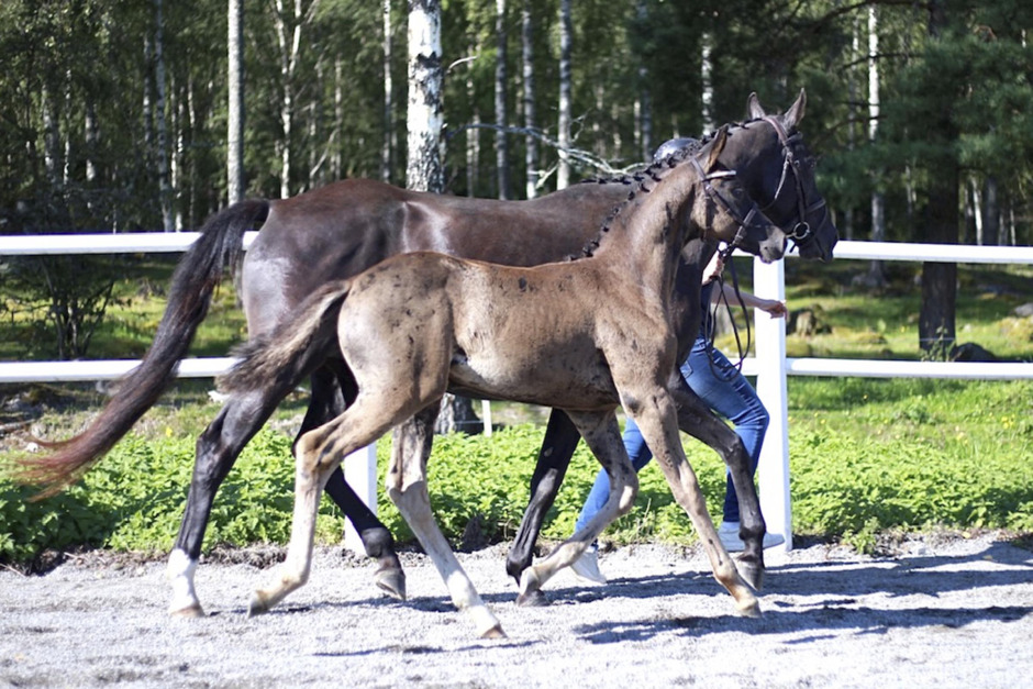 Fina poäng till dressyrettorna hos SWB Södermanland
