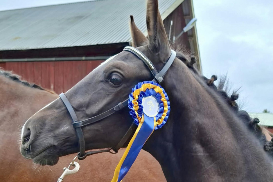 I’m Extra-son bästa hoppföl i Södermanland