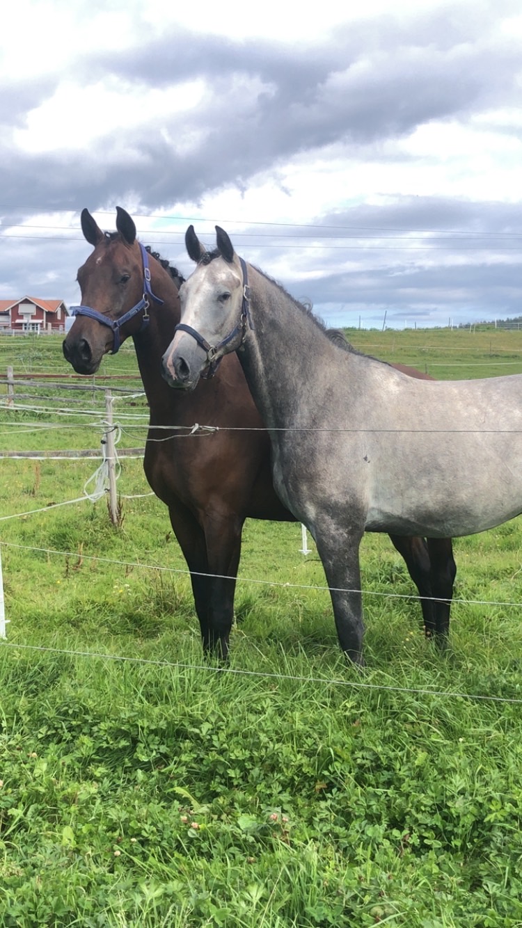 Diplom till begåvning och till häst med kändissläkt