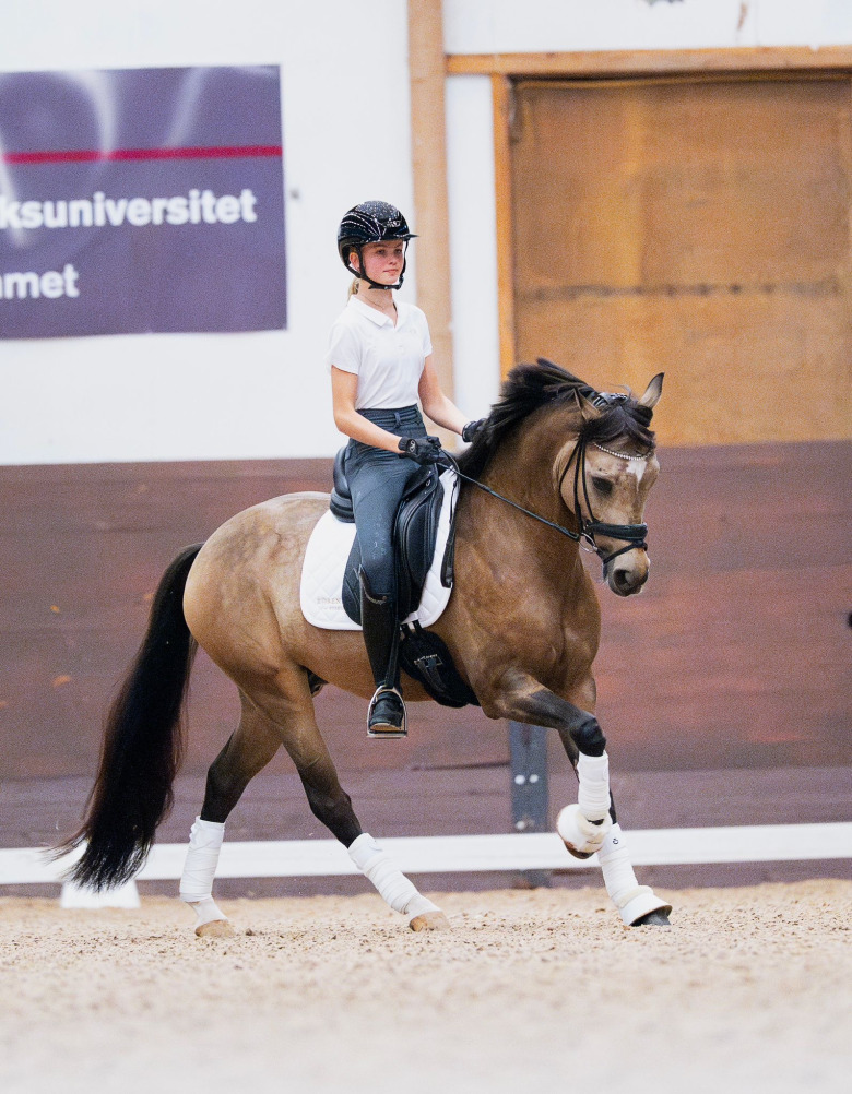 Ny internationell topponny till Sverige: ”Otroligt fin”