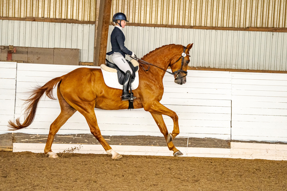 Tanthästen som blev bäst i test: ”Blivit en liten stjärna”