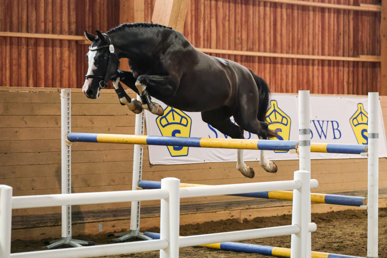 Anita tillverkade sin egen tävlingshäst