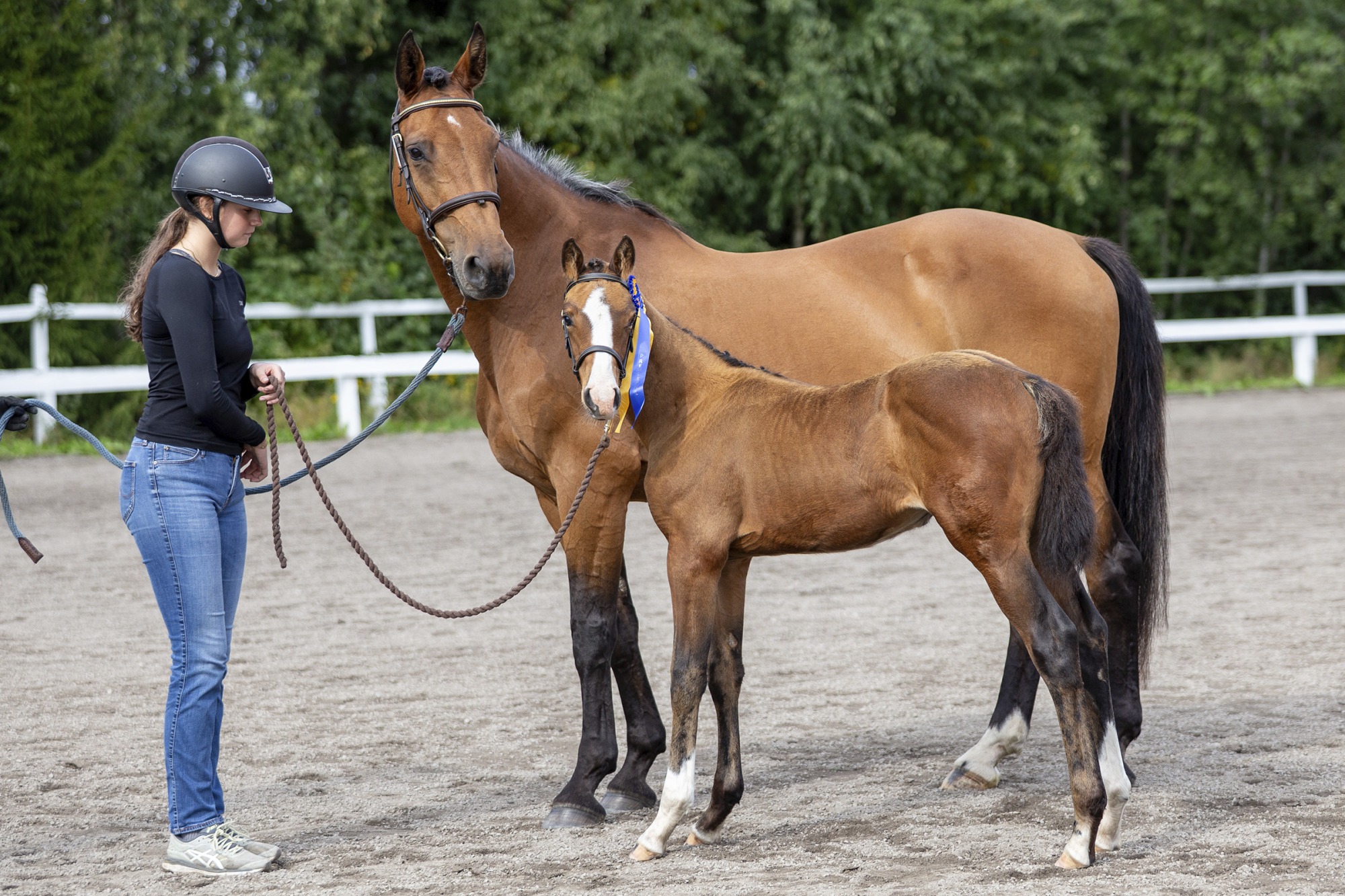 F&ouml;lbed&ouml;mning V&auml;sterbottens H&auml;stavelsf&ouml;rening Foto: Sandra Bingebo
