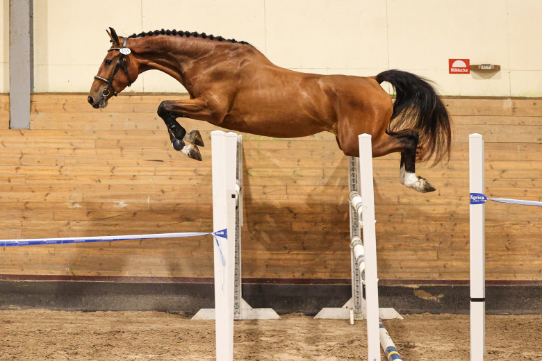 Efter diplomet: ”Att köpa henne av uppfödaren är ett av mina bästa beslut”