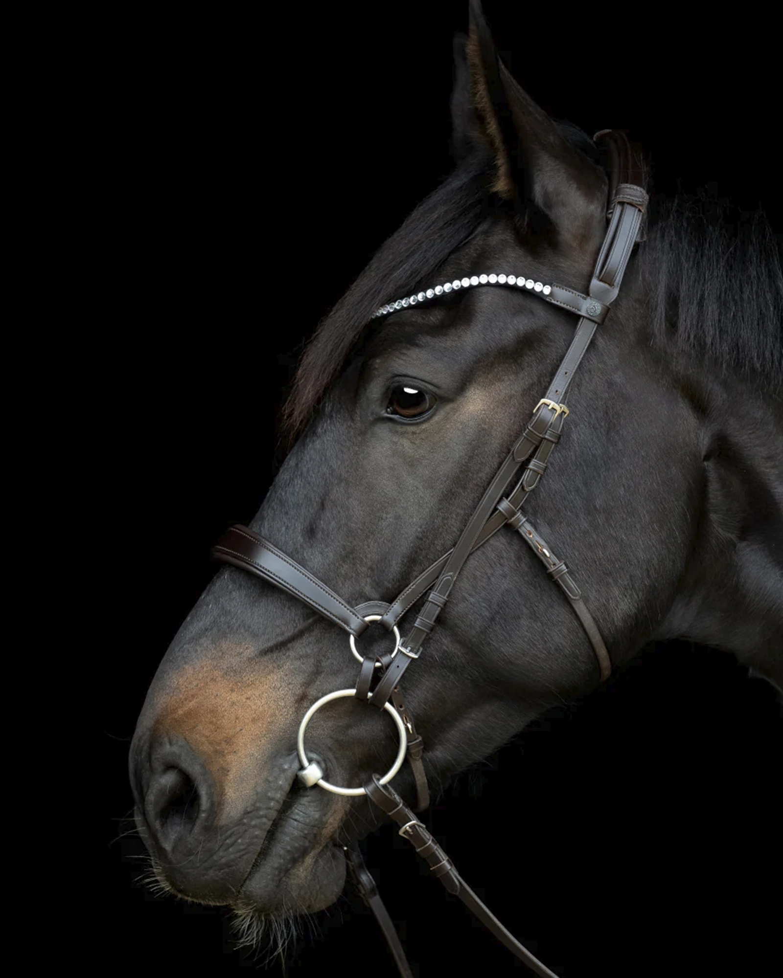 Gentlebridle