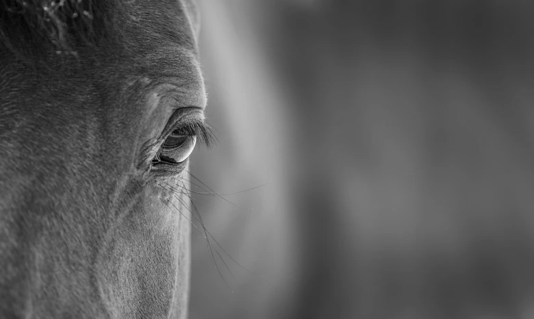 EM-häst testade positivt för förbjuden substans