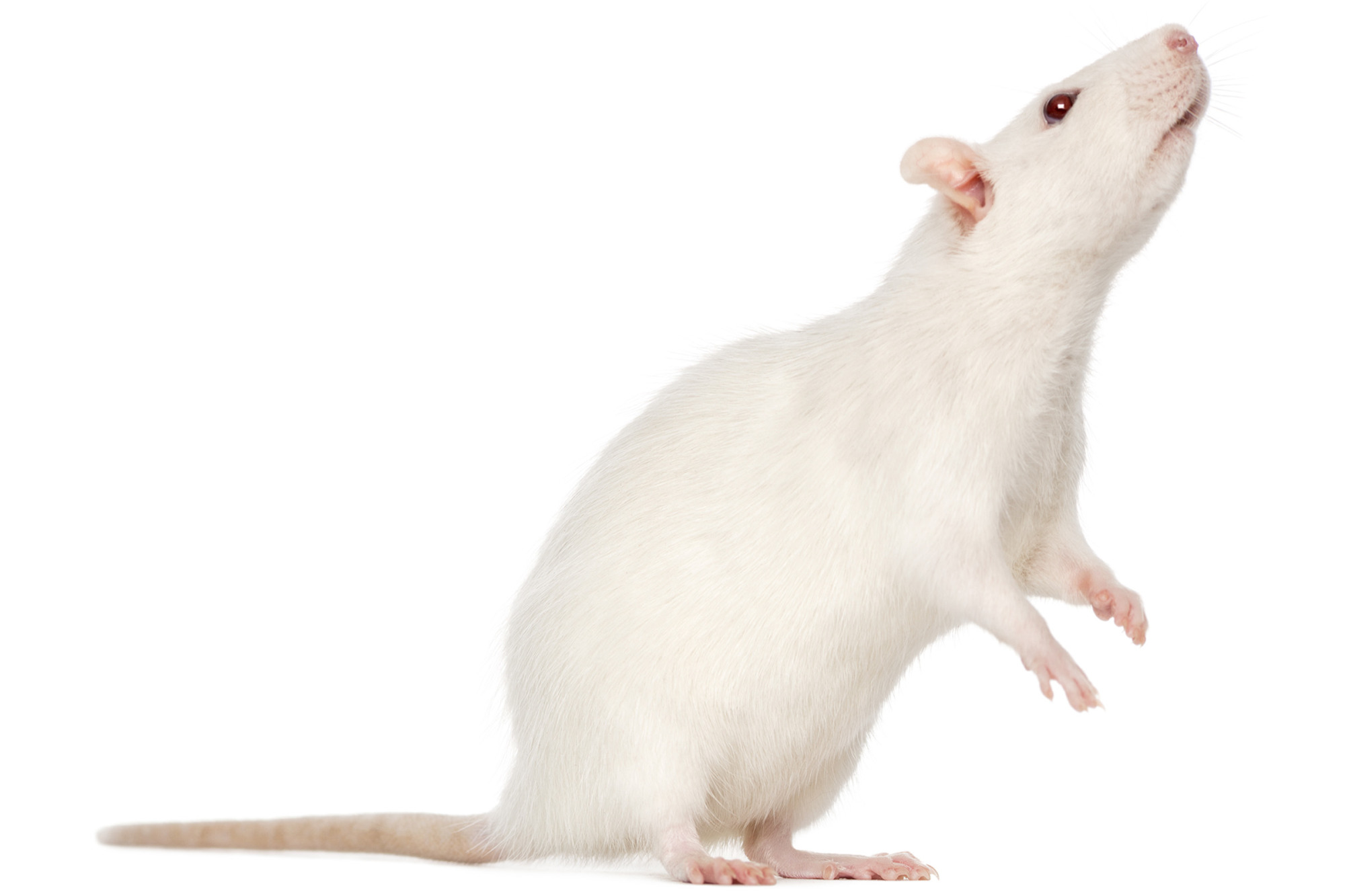 White Rat On Hind Legs (8 Months Old)