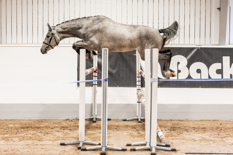 Belöning till Salmonbay efter långa resan