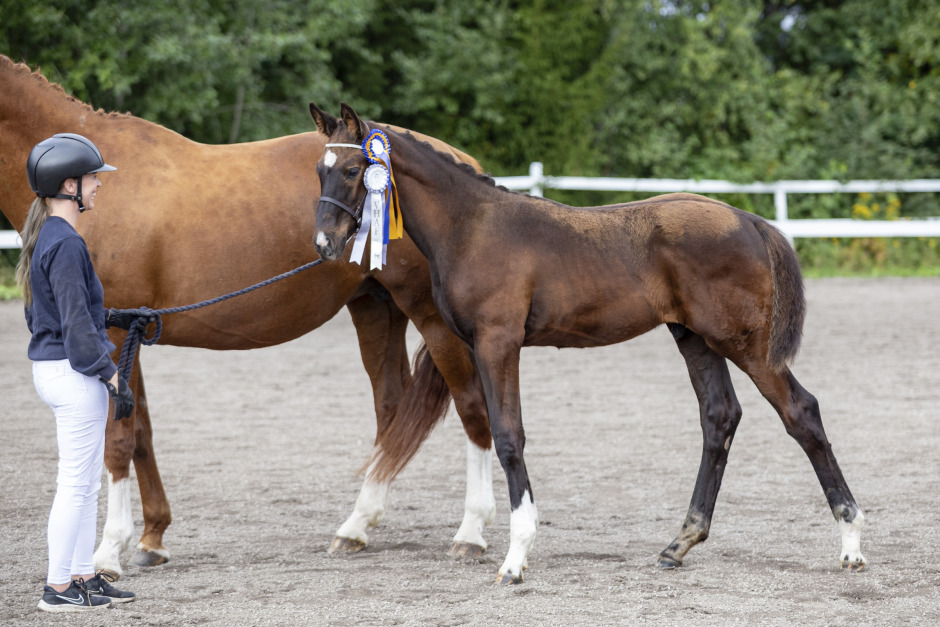 Tre Skyline-föl toppade i Västerbotten