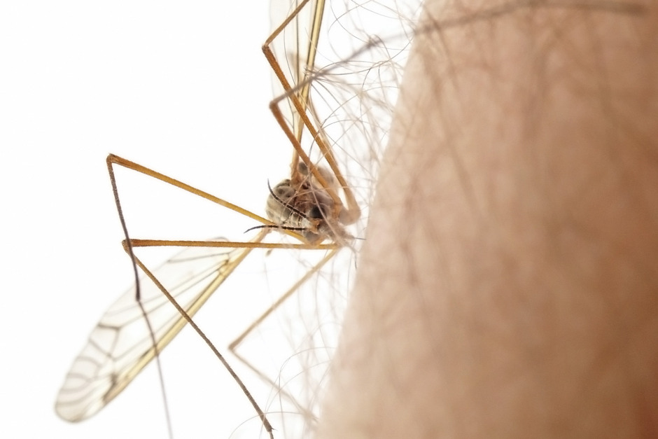 Forskningssvepet: West nile-feber hålls under uppsikt