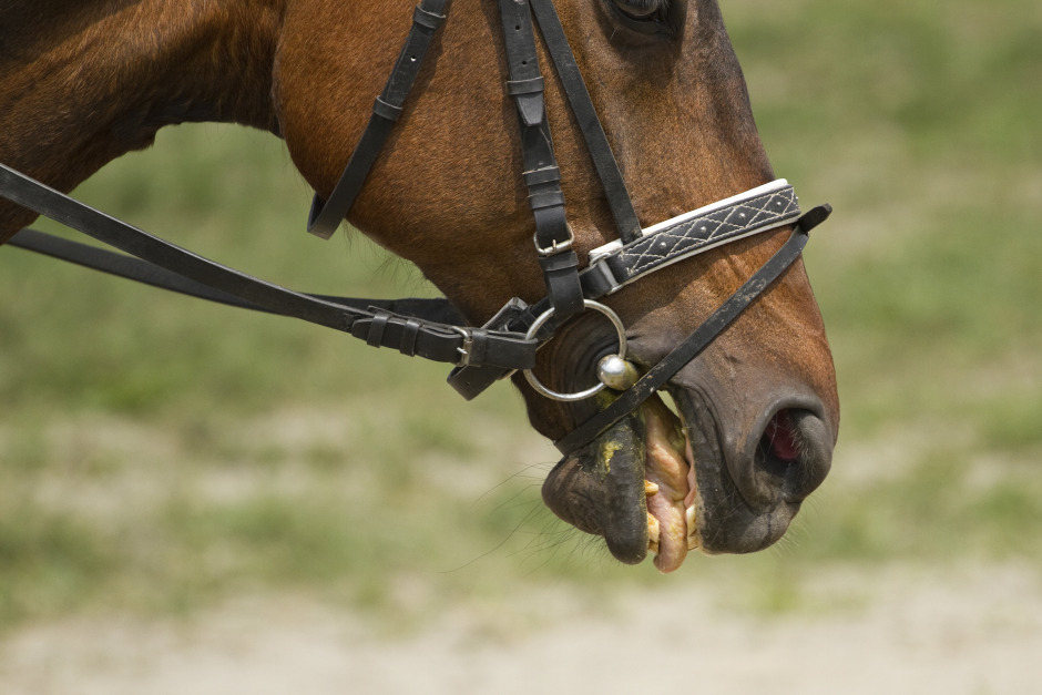 Veterinären:”En typisk patient säger nej tack till ridning”