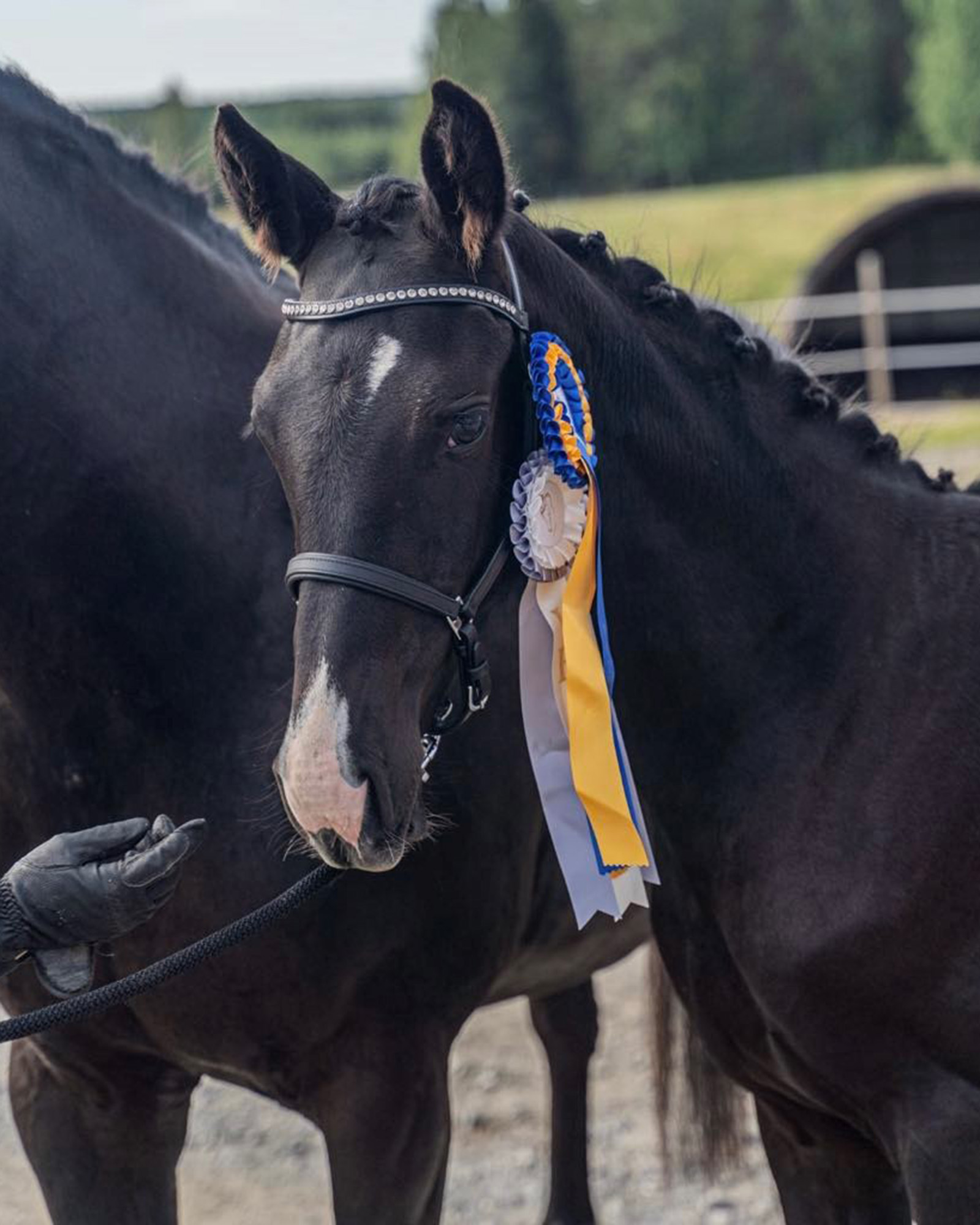 Wreckit Dandelion To B