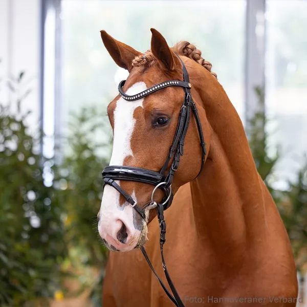 105-emerald-van-het-ruytershof-balou-du-rouet-4o5a5540-jf-600x600.jpg