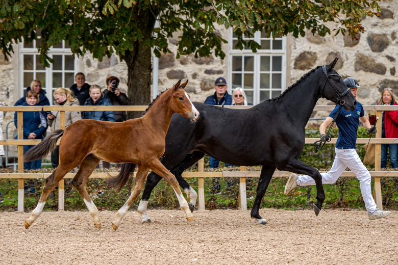 Tre riktiga dyrgripar på SWB:s elitfölauktion