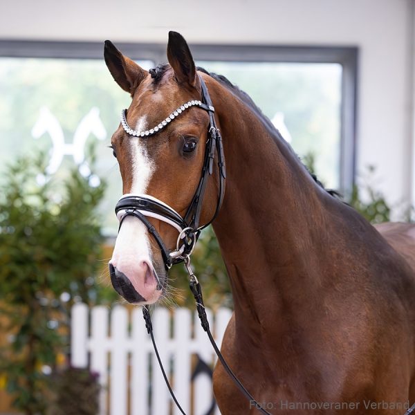 326-donkey-boss-sir-donnerhall-i-4o5a7306-jf-600x600