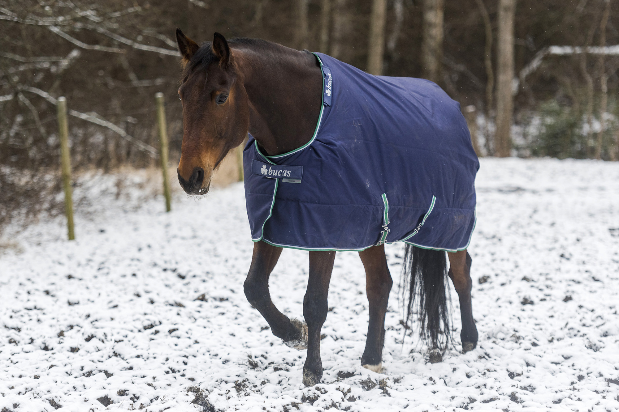 Bucas Ridsport-tackestest-108