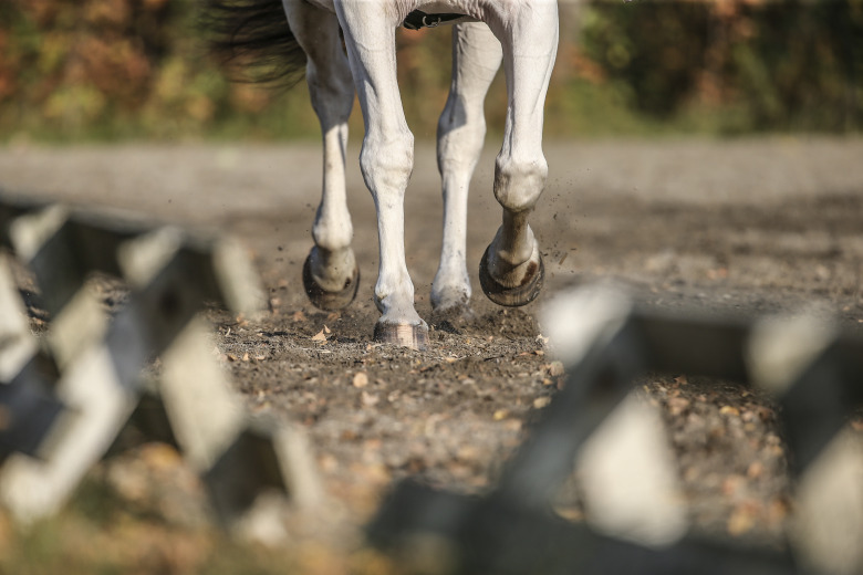 Forskaren: ”Tydligt att dressyrhästar är mer drabbade av hälta”