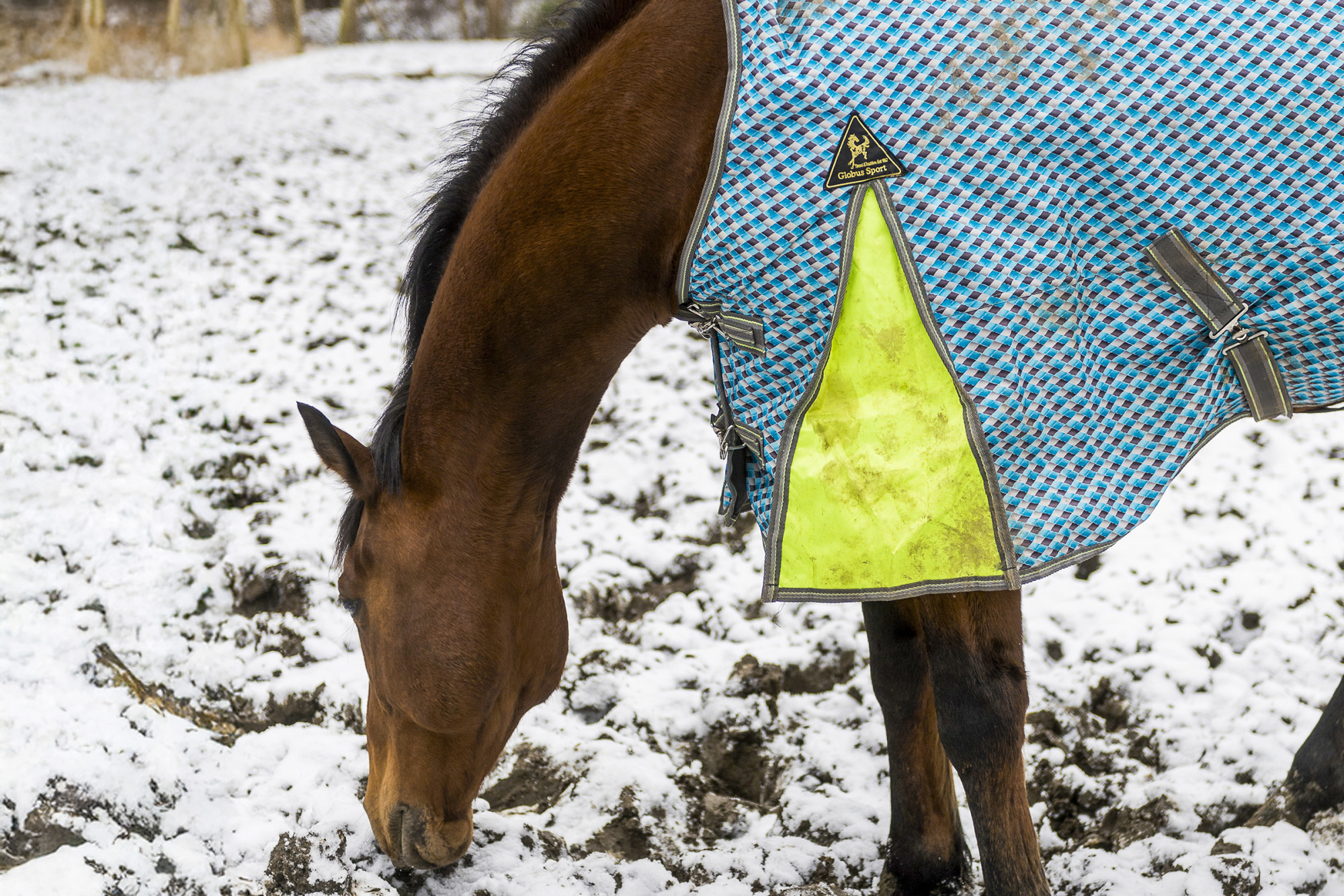 Globus3ridsport-tackestest-137