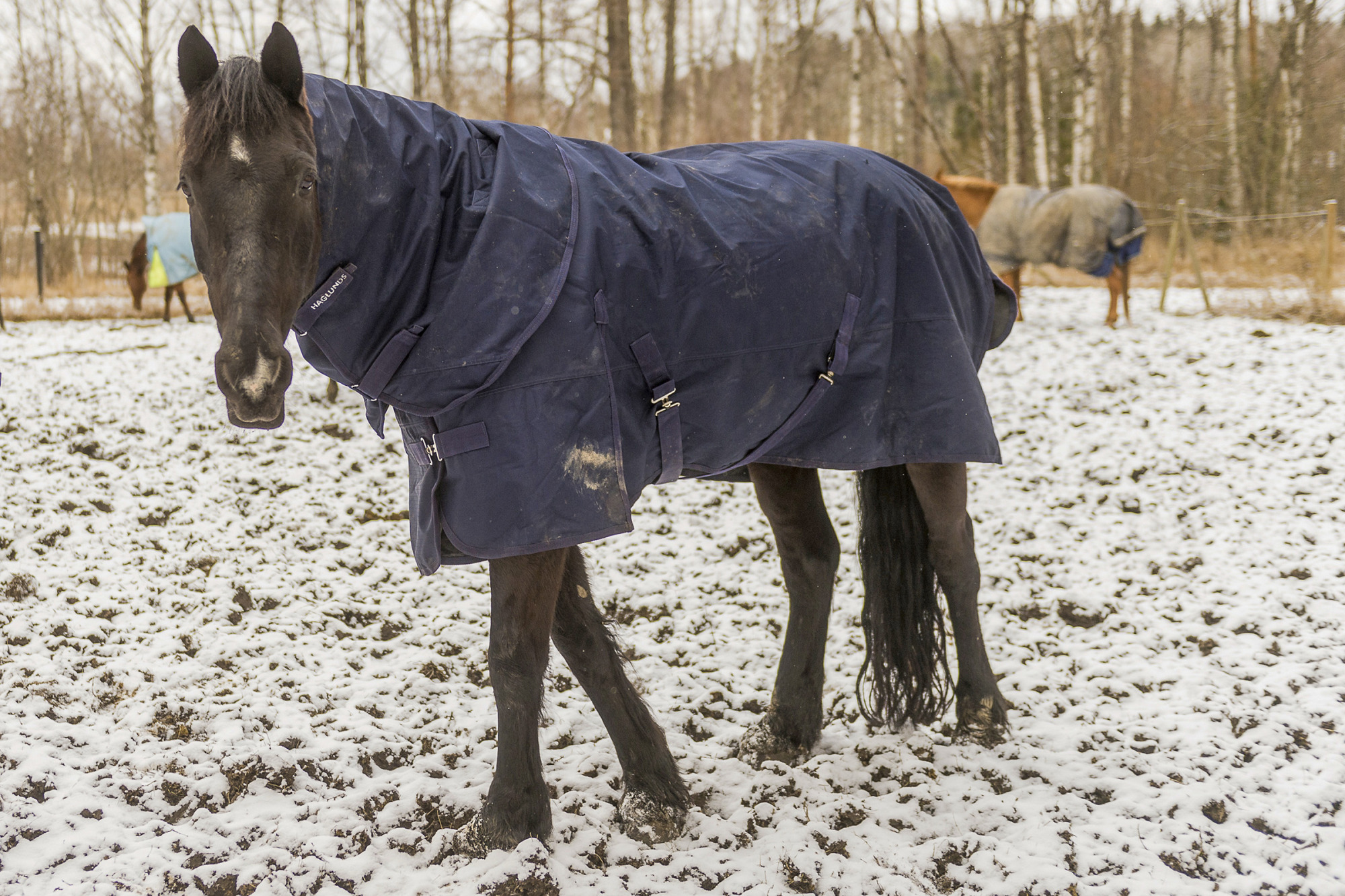 Haglundsridsport-tackestest-112