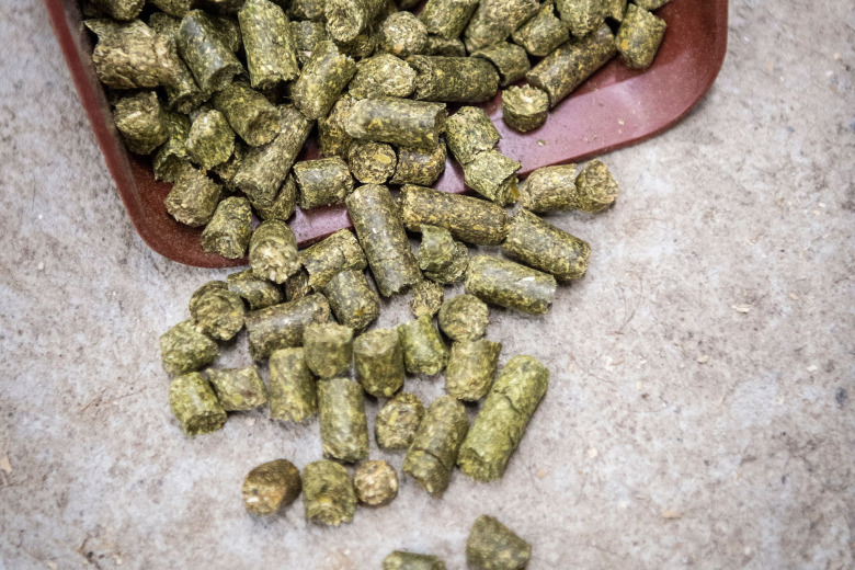 Lusern – superfodret som inte passar alla hästar