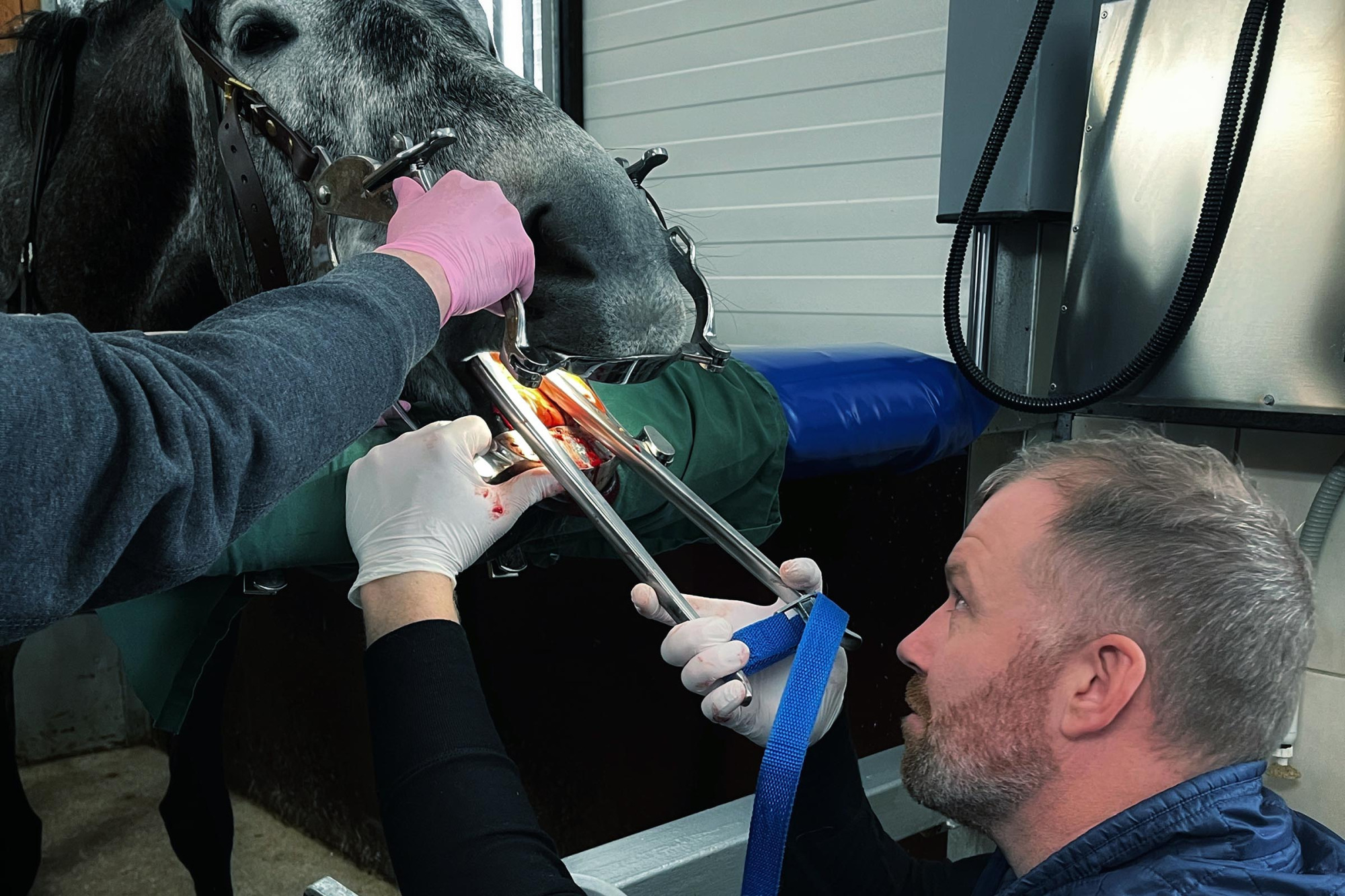 Mads Pårup Hästodontolog