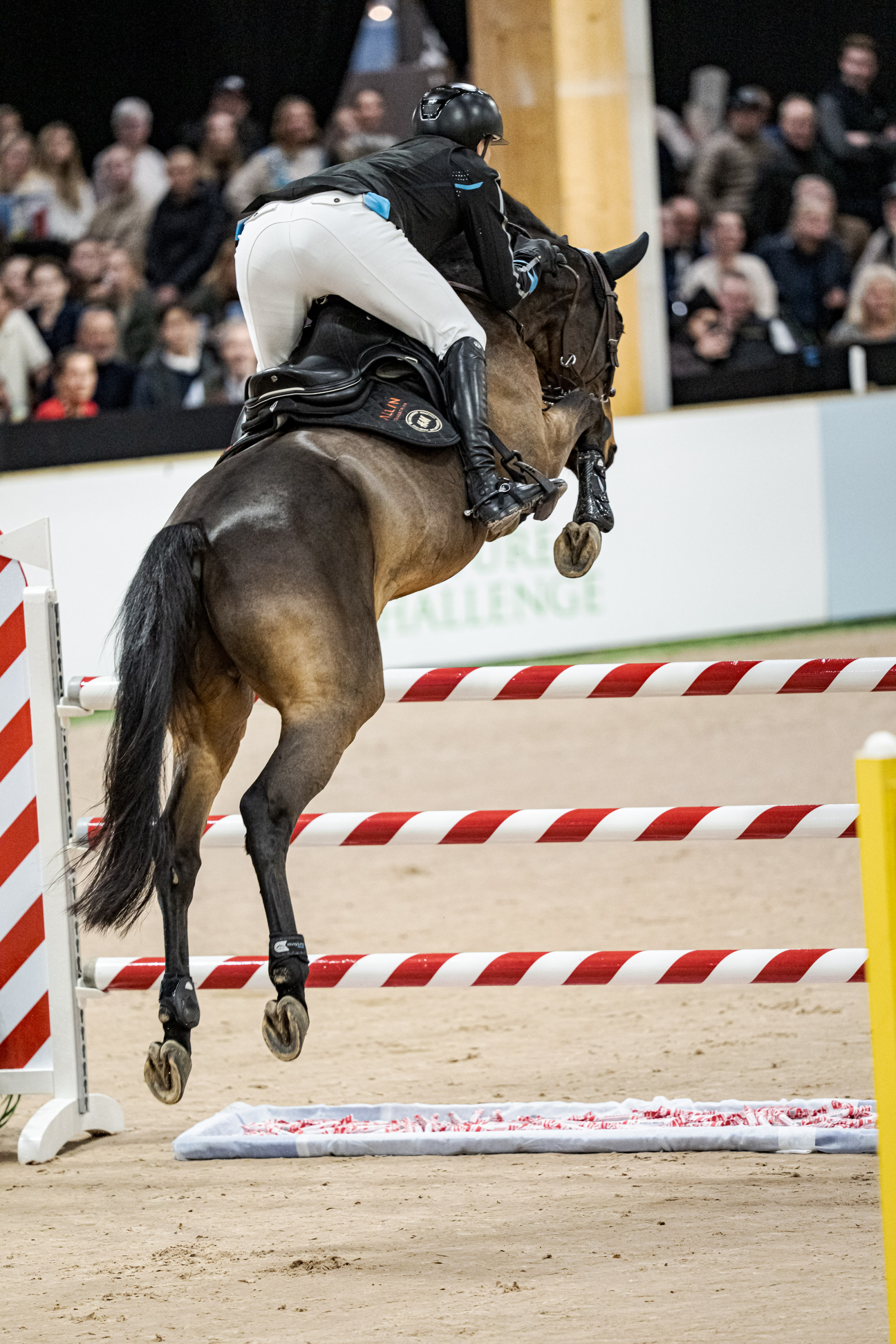 Peder Fredricson Qurious Hs