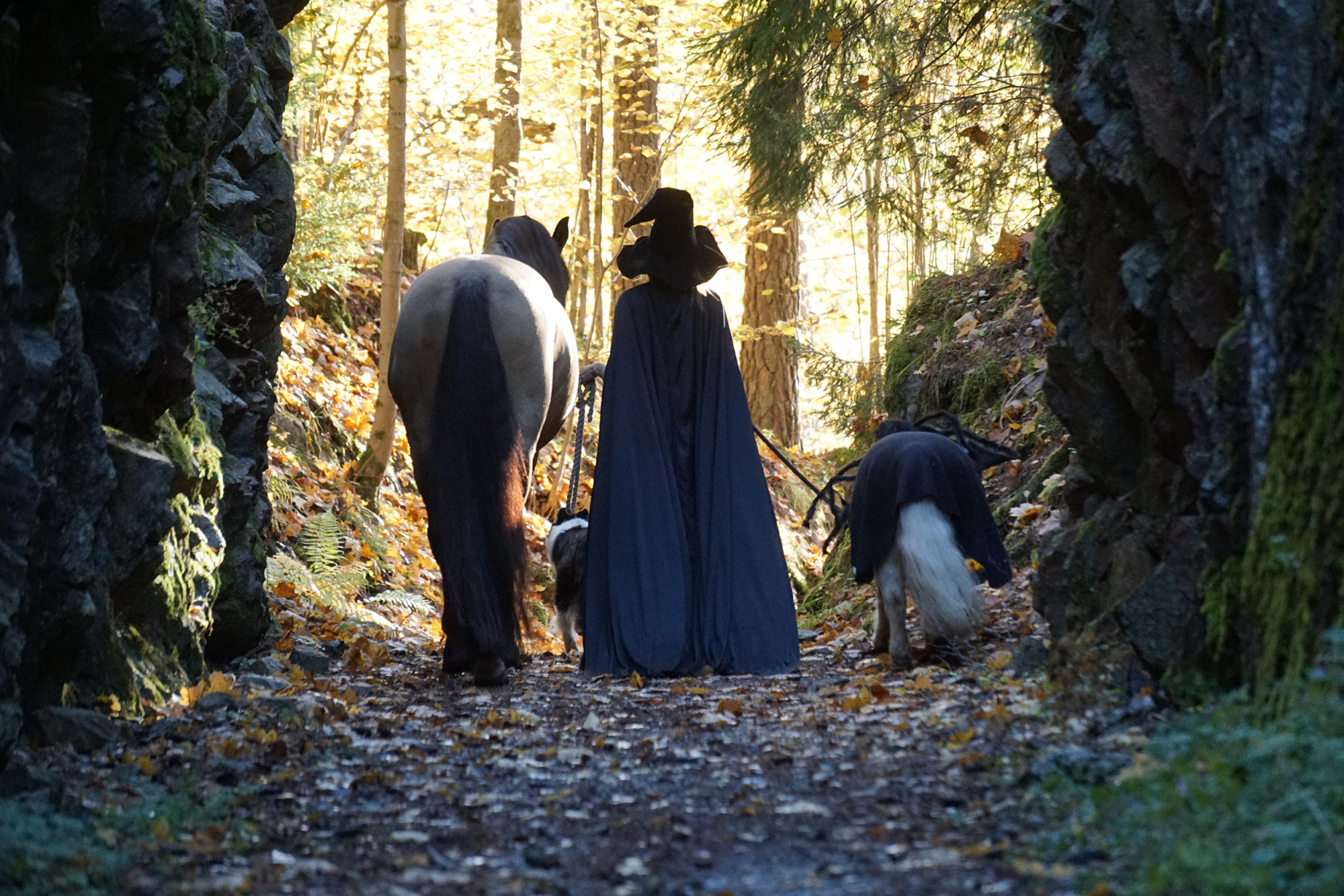 Sjukhushästen Häxa Skog Mindre