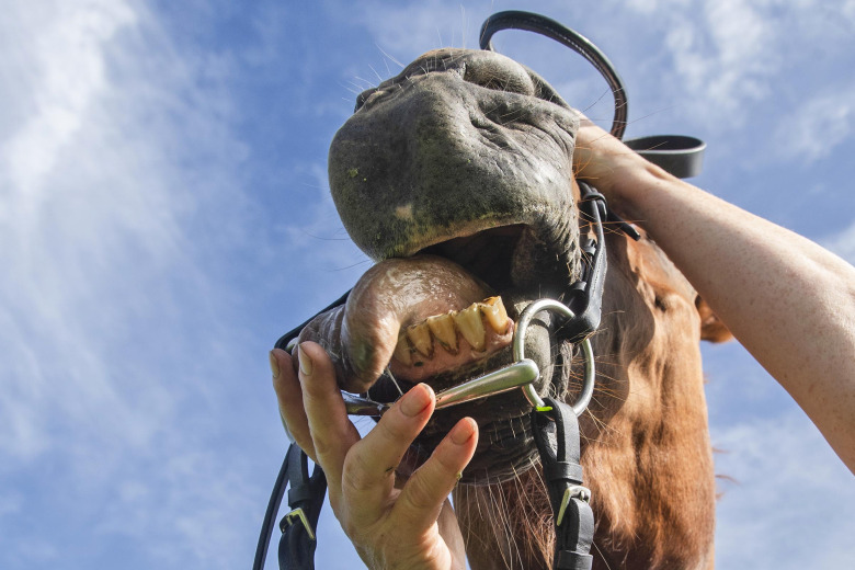 Experterna om hur munproblem kan påverka hela hästen