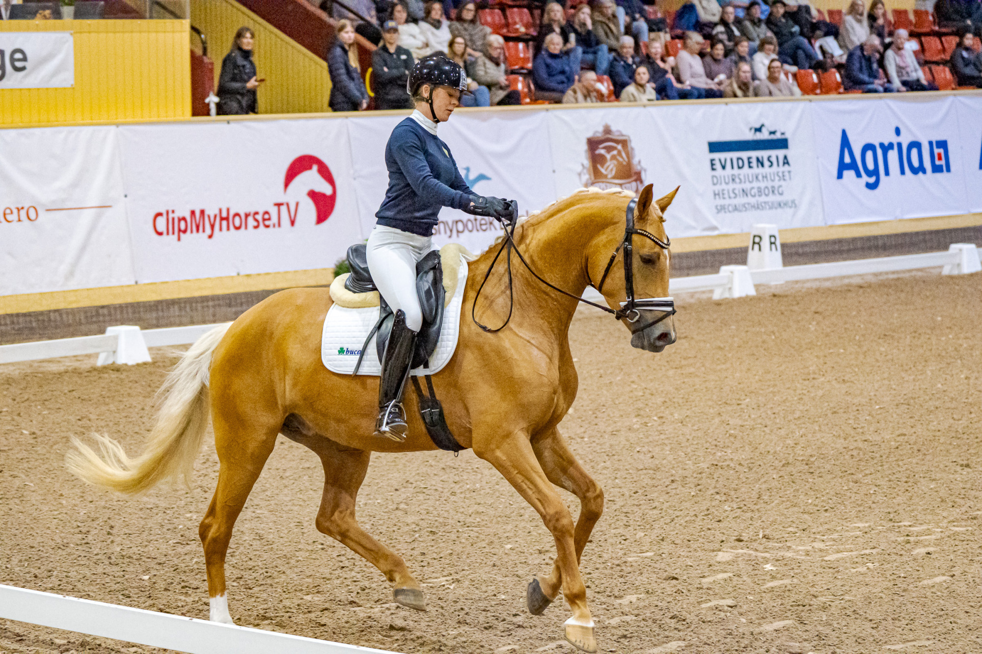 Swb Equestrian Weeks 2025