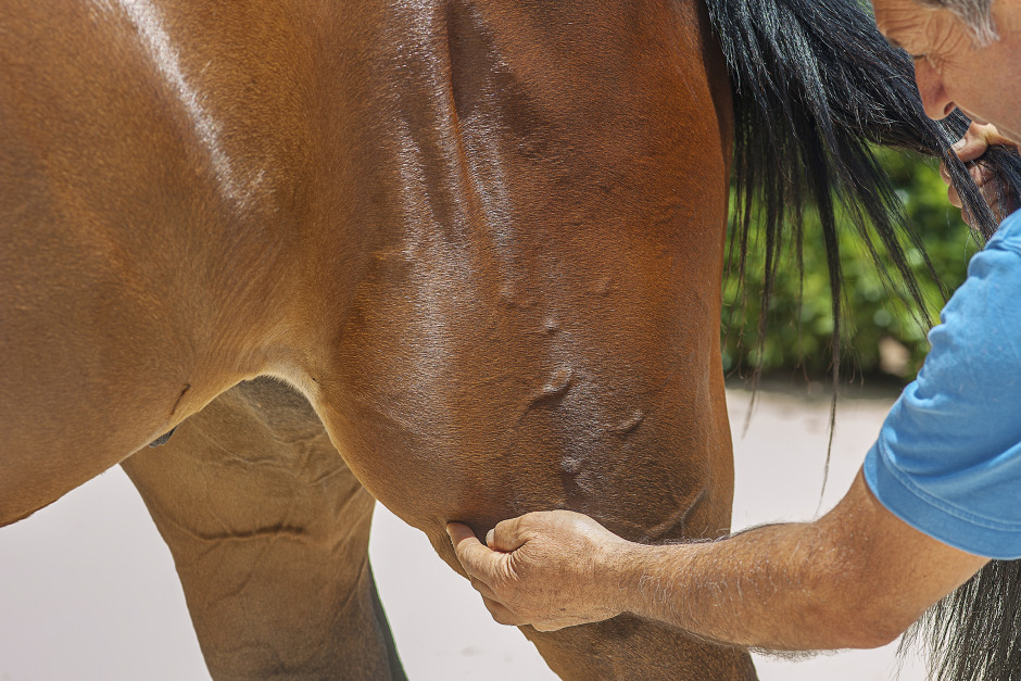 Svårt utreda hopparknä hos häst