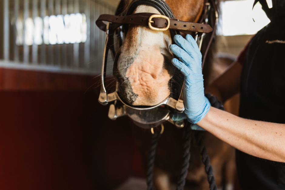 Veterinärbloggen: Foderinpackningar är ett vanligt problem som kan orsaka stor smärta