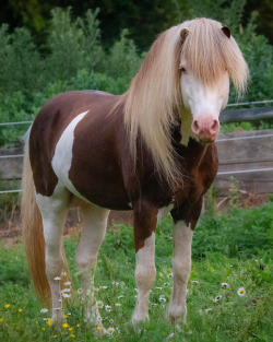 Chestnut Splashed White Icelandic Stallion