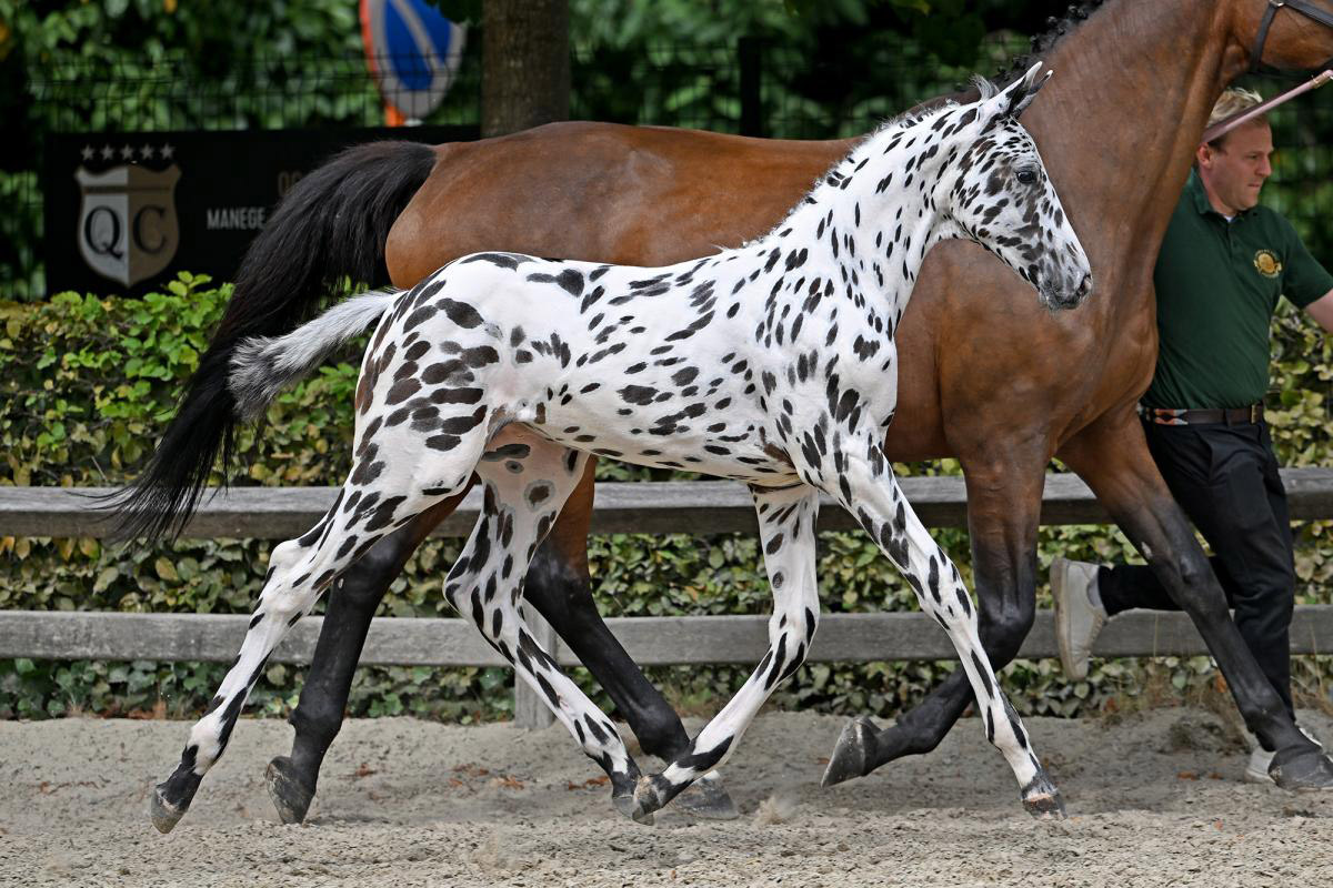 C-bra Van Het Bokt Verkocht 2