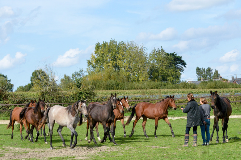 Här skapas hästar med viljan att ge allt