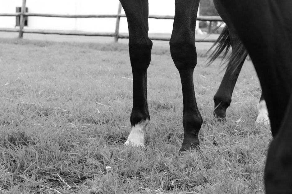 Hoppryttare död i trolig sparkolycka