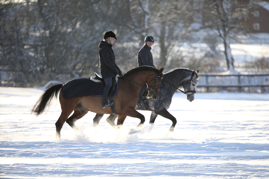 Sigrid Bergåkra: ”Porslinshäst är ingen ras”