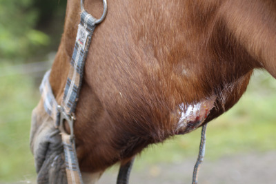 Stoppa smittan – allt du behöver veta om kvarka