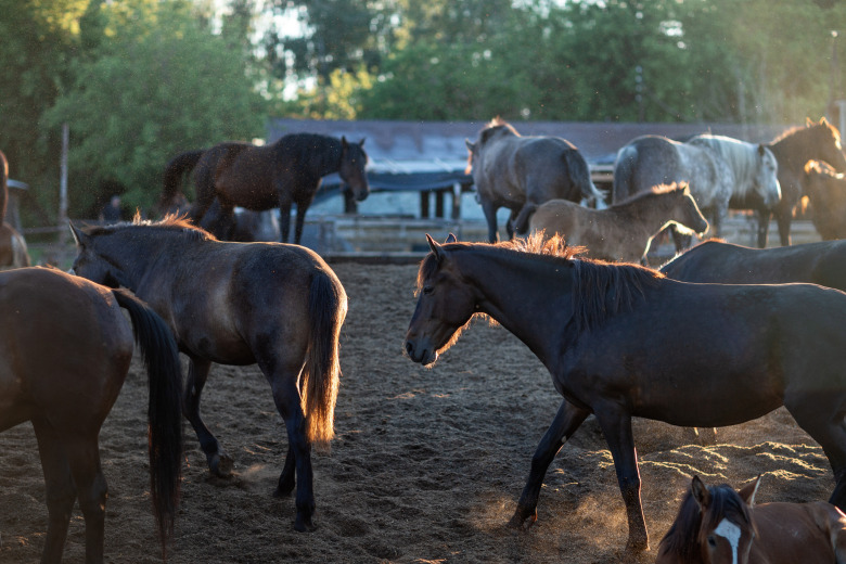 Länsstyrelse säljer omhändertagna hästar