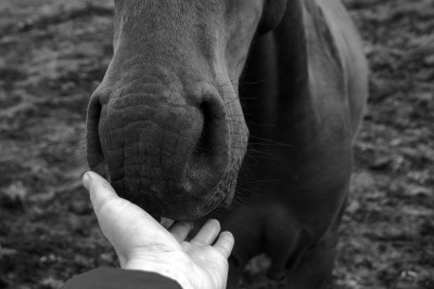 EHV-1 konstaterat i Västmanland: ”Vi har bra koll på smittskyddet”
