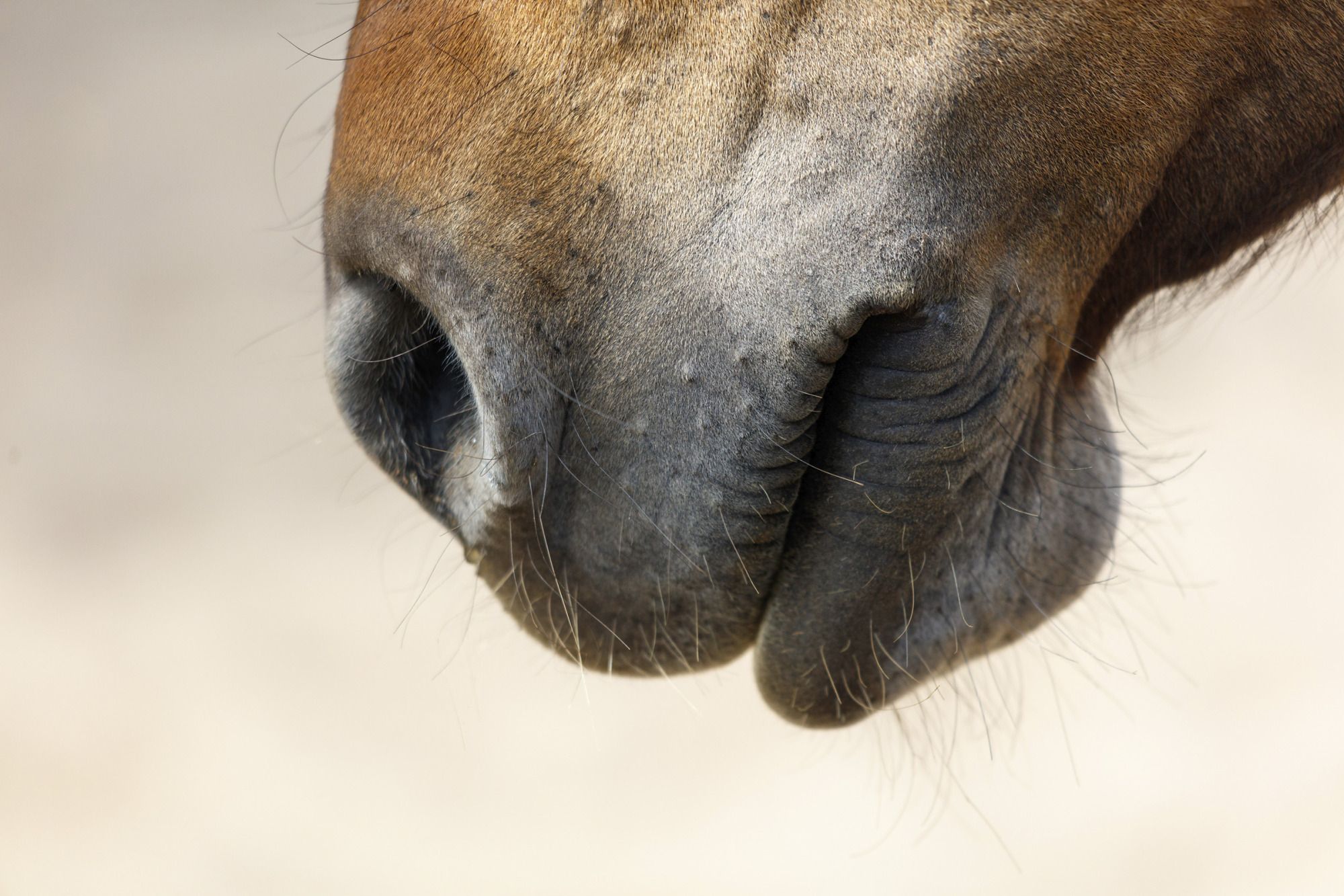The Nose Of A Horse Is Shown In Detail
