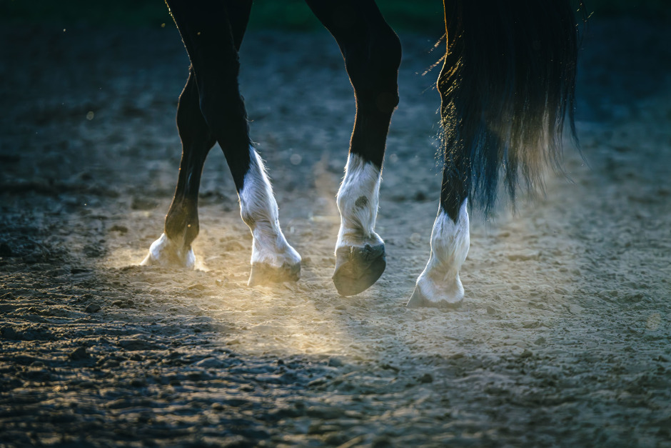 Ryttare döms för djurplågeri